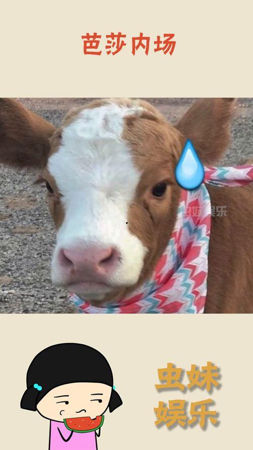 娱乐吃瓜酱懒羊羊,揭秘娱乐圈那些事儿